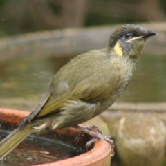 Meliphaga lewinii (Lewin's Honeyeater) at Cuttagee, NSW - 30 Mar 2006 by robndane