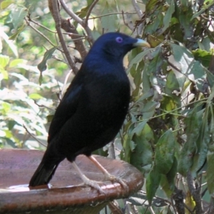 Ptilonorhynchus violaceus at Cuttagee, NSW - 10 May 2006