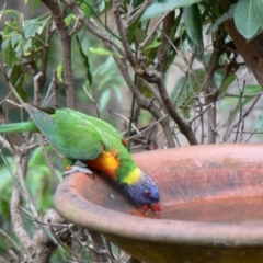 Trichoglossus moluccanus (Rainbow Lorikeet) at Cuttagee, NSW - 21 Nov 2006 by robndane