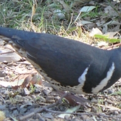 Leucosarcia melanoleuca (Wonga Pigeon) at Cuttagee, NSW - 22 Apr 2012 by robndane