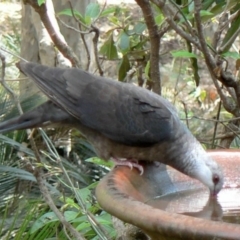 Columba leucomela (White-headed Pigeon) at Cuttagee, NSW - 29 Nov 2006 by robndane