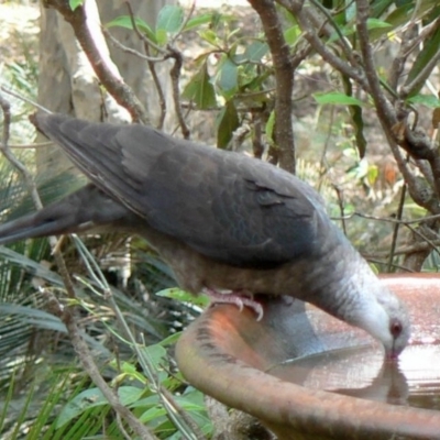 Columba leucomela (White-headed Pigeon) at Cuttagee, NSW - 29 Nov 2006 by robndane