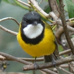 Pachycephala pectoralis (Golden Whistler) at Cuttagee, NSW - 5 Mar 2007 by robndane