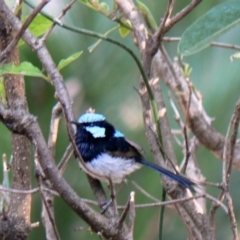 Malurus cyaneus (Superb Fairywren) at Cuttagee, NSW - 10 Dec 2006 by robndane