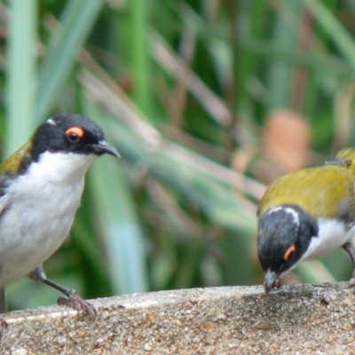 Melithreptus lunatus (White-naped Honeyeater) at Cuttagee, NSW - 5 Mar 2007 by robndane