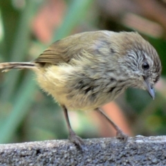 Acanthiza lineata (Striated Thornbill) at Cuttagee, NSW - 22 Jan 2007 by robndane