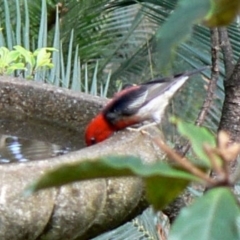 Myzomela sanguinolenta (Scarlet Honeyeater) at Cuttagee, NSW - 8 Feb 2007 by robndane