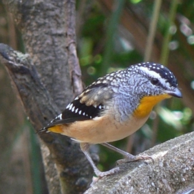 Pardalotus punctatus (Spotted Pardalote) at Cuttagee, NSW - 12 Mar 2007 by robndane