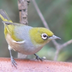 Zosterops lateralis (Silvereye) at Cuttagee, NSW - 2 May 2007 by robndane