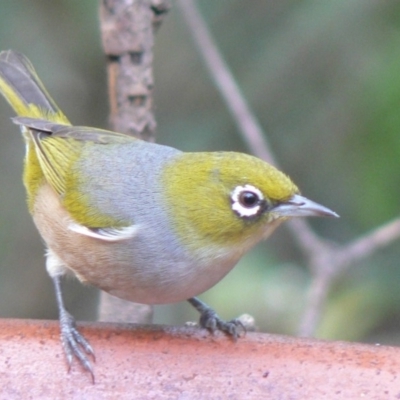 Zosterops lateralis (Silvereye) at Cuttagee, NSW - 3 May 2007 by robndane