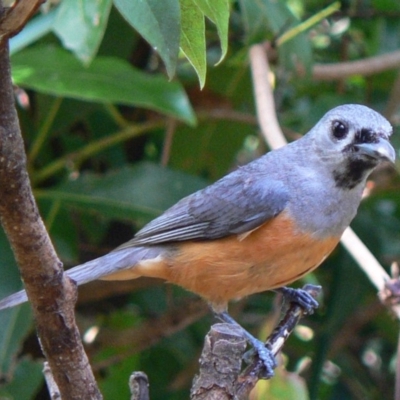 Monarcha melanopsis (Black-faced Monarch) at Cuttagee, NSW - 8 Dec 2007 by robndane