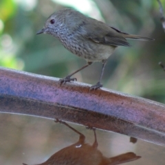 Acanthiza pusilla (Brown Thornbill) at Cuttagee, NSW - 11 May 2007 by robndane