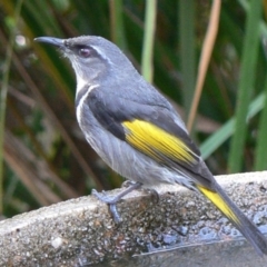 Phylidonyris pyrrhopterus (Crescent Honeyeater) at Cuttagee, NSW - 3 Jun 2007 by robndane