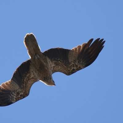 Haliastur sphenurus (Whistling Kite) at Ben Boyd National Park - 12 Sep 2006 by robndane