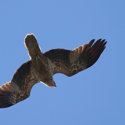 Haliastur sphenurus (Whistling Kite) at Ben Boyd National Park - 13 Sep 2006 by robndane