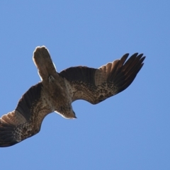 Haliastur sphenurus (Whistling Kite) at Green Cape, NSW - 12 Sep 2006 by robndane