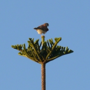 Falco cenchroides at Bermagui, NSW - 20 May 2008