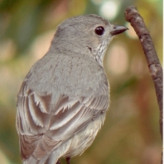 Pachycephala rufiventris (Rufous Whistler) at Cuttagee, NSW - 14 Feb 2008 by robndane