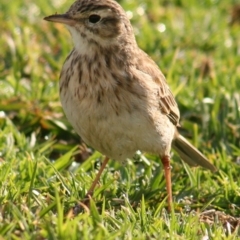 Anthus australis (Australian Pipit) at Ben Boyd National Park - 12 Sep 2006 by robndane