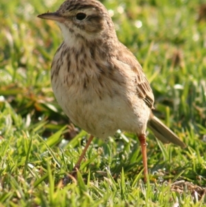 Anthus australis at Green Cape, NSW - 13 Sep 2006