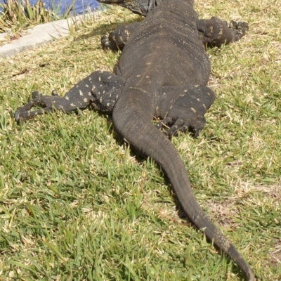 Varanus varius (Lace Monitor) at Ben Boyd National Park - 15 Sep 2006 by robndane