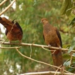 Macropygia phasianella (Brown Cuckoo-dove) at Bermagui, NSW - 27 Apr 2011 by bermibug