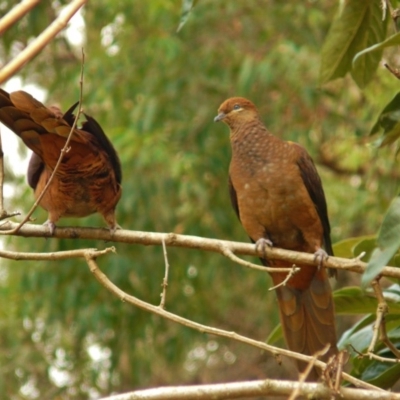 Macropygia phasianella (Brown Cuckoo-dove) at Bermagui, NSW - 28 Apr 2011 by bermibug