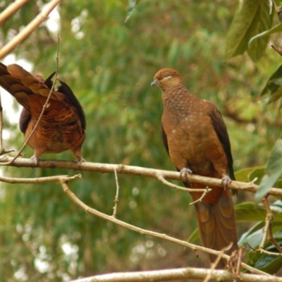 Macropygia phasianella (Brown Cuckoo-dove) at Bermagui, NSW - 28 Apr 2011 by bermibug