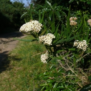 Ozothamnus argophyllus at Tilba Tilba, NSW - 8 Oct 2008 12:00 AM