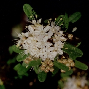 Phebalium squamulosum subsp. argenteum at Bermagui, NSW - 20 Sep 1993