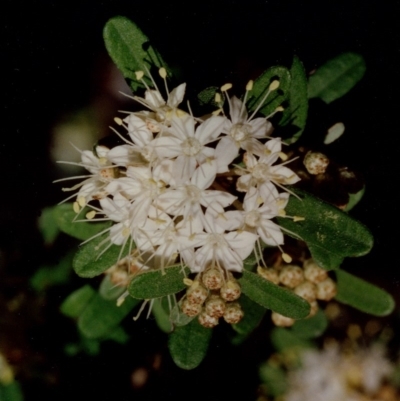 Phebalium squamulosum subsp. argenteum (Silvery Phebalium, Scaly Phebalium) at Bermagui, NSW - 19 Sep 1993 by robndane