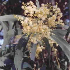 Acacia falciformis (Broad-leaved Hickory) at Bournda National Park - 27 Nov 1992 by robndane