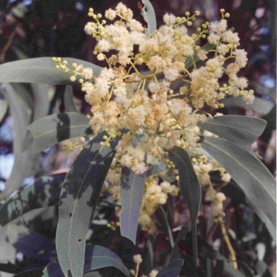 Acacia falciformis (Broad-leaved Hickory) at Bournda National Park - 27 Nov 1992 by robndane