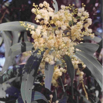Acacia falciformis (Broad-leaved Hickory) at Tathra, NSW - 28 Nov 1992 by robndane