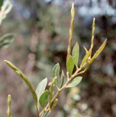 Acacia myrtifolia (Myrtle Wattle) at Bournda, NSW - 23 Oct 1991 by robndane