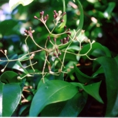 Syzygium smithii (Lilly Pilly) at Barragga Bay, NSW - 15 Jan 1993 by robndane