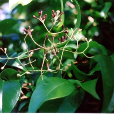 Syzygium smithii (Lilly Pilly) at Four Winds Bioblitz Reference Sites - 15 Jan 1993 by robndane