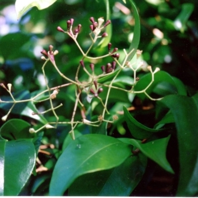 Syzygium smithii (Lilly Pilly) at Four Winds Bioblitz Reference Sites - 14 Jan 1993 by robndane