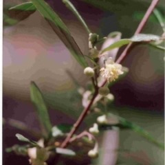 Beyeria lasiocarpa (Wallaby bush) at Bournda, NSW - 29 Dec 1992 by robndane