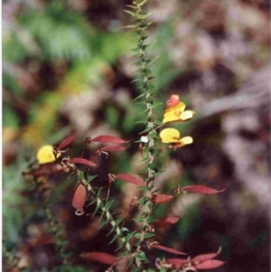 Bossiaea cordifolia at Tura Beach, NSW - 21 Sep 1992 12:00 AM