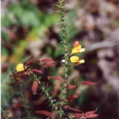 Bossiaea cordifolia (Showy Bossiaea) at Tura Beach, NSW - 21 Sep 1992 by robndane