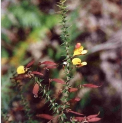 Bossiaea cordifolia (Showy Bossiaea) at Bournda National Park - 20 Sep 1992 by robndane