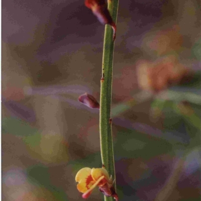 Bossiaea ensata (Sword Bossiaea) at Wallagoot, NSW - 20 Sep 1993 by robndane