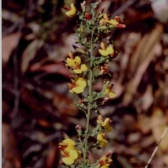 Bossiaea obcordata (Spiny Bossiaea) at Bournda, NSW - 23 Sep 1991 by robndane