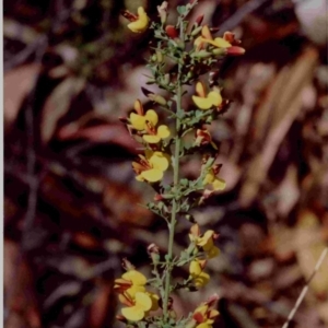 Bossiaea obcordata at Bournda, NSW - 23 Sep 1991