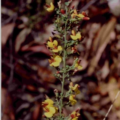 Bossiaea obcordata (Spiny Bossiaea) at Bournda, NSW - 22 Sep 1991 by robndane