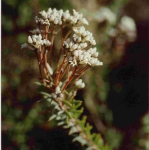Conospermum taxifolium at Tura Beach, NSW - 17 Oct 1991