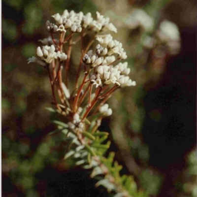 Conospermum taxifolium (Variable Smoke-bush) at North Tura Coastal Reserve - 16 Oct 1991 by robndane