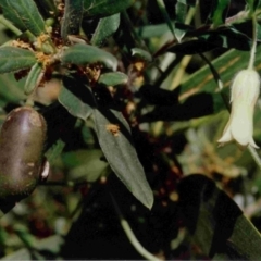 Billardiera scandens (Hairy Apple Berry) at Bermagui, NSW - 19 Sep 1993 by robndane