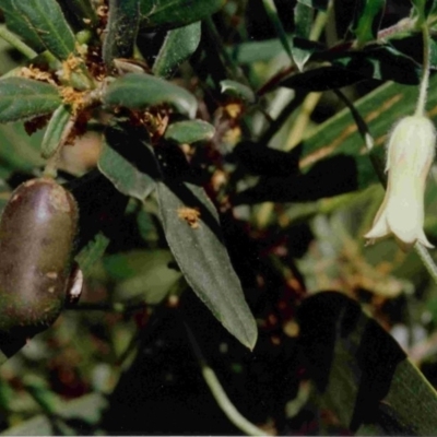 Billardiera scandens (Hairy Apple Berry) at Bermagui, NSW - 20 Sep 1993 by robndane